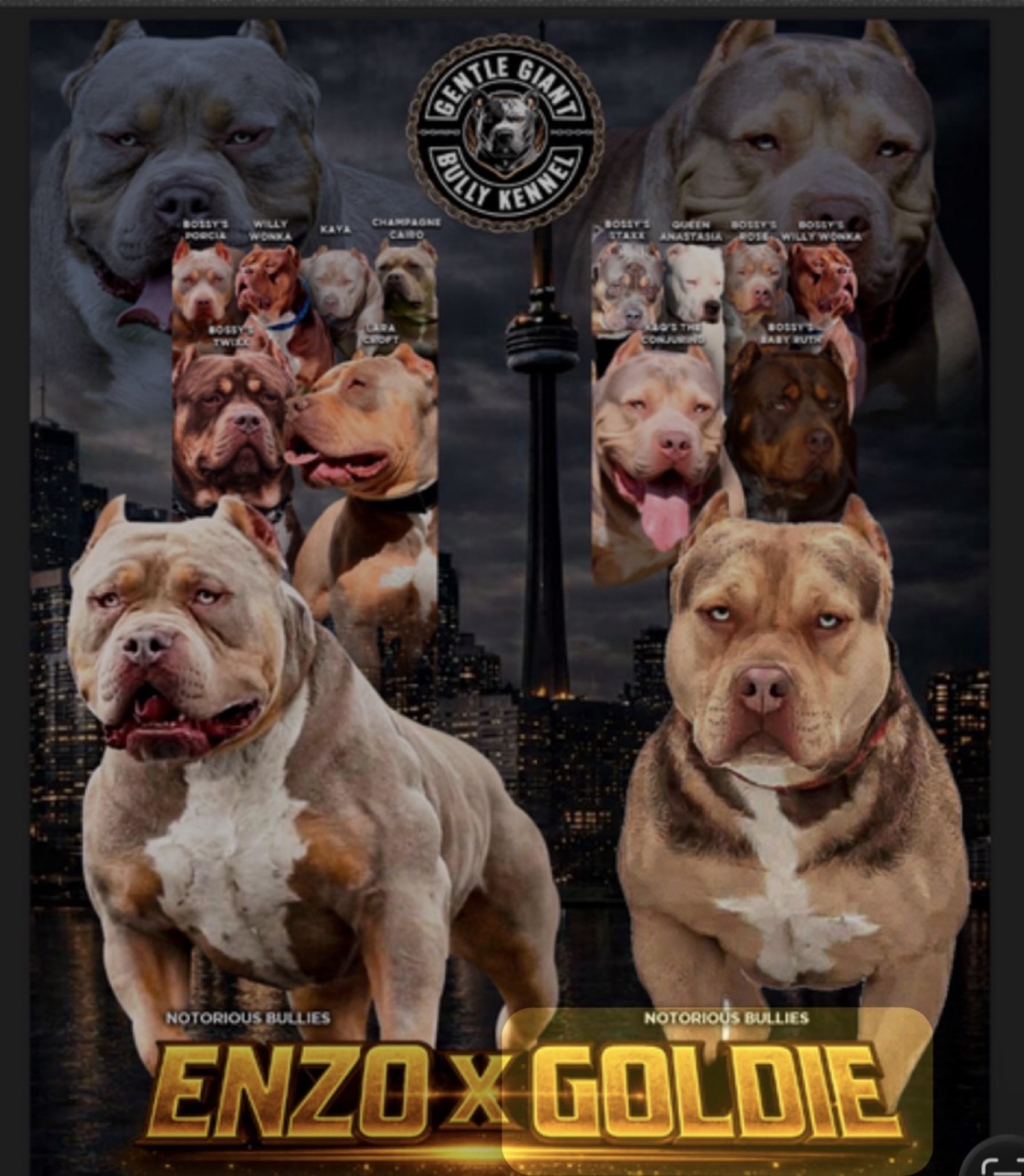 Enzo × Goldie upcoming breeding banner