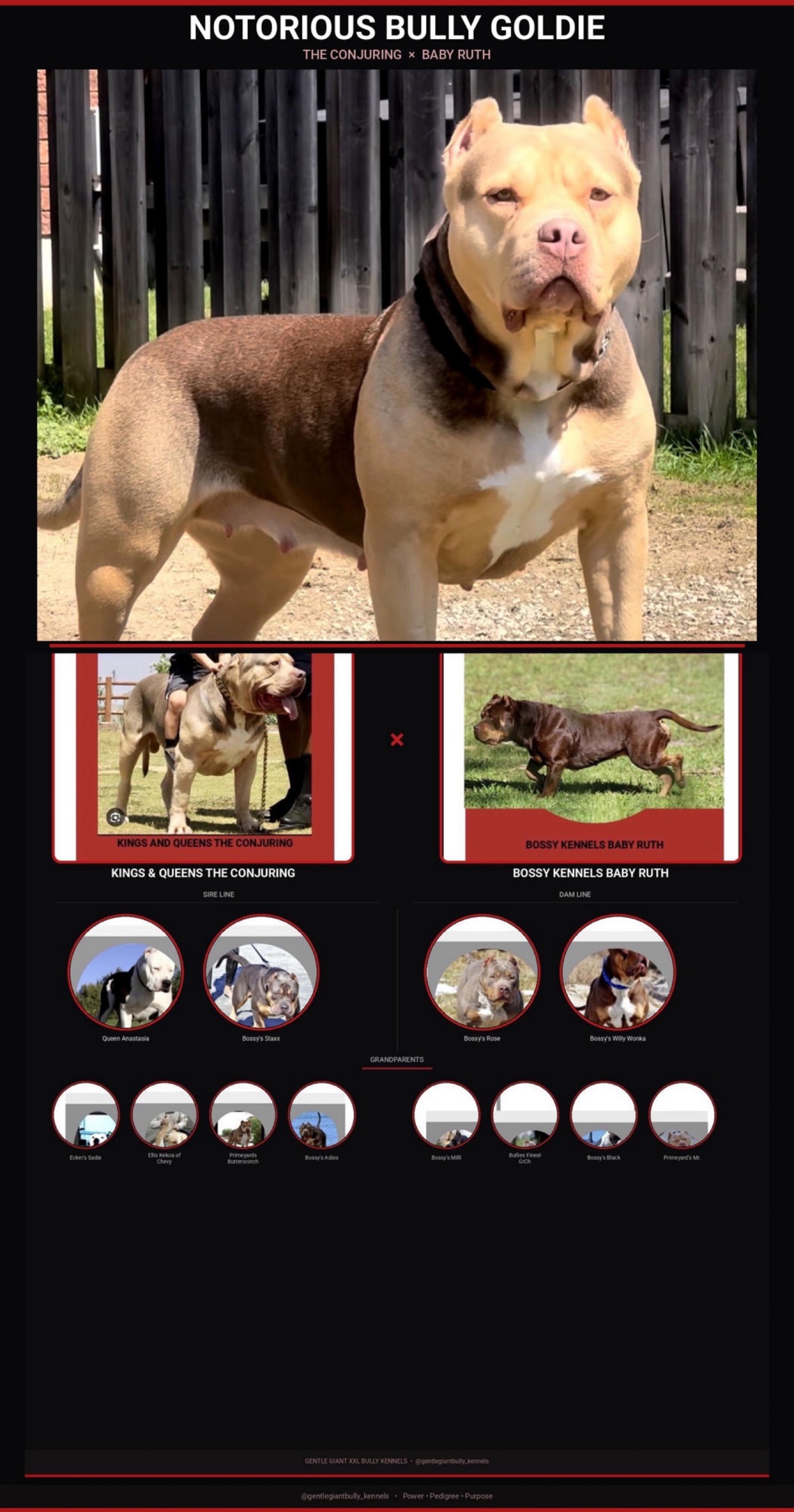 Notorious Bully Goldie Pedigree