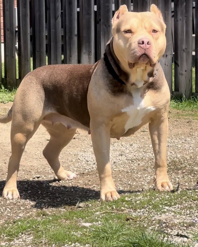 Notorious Bully Goldie