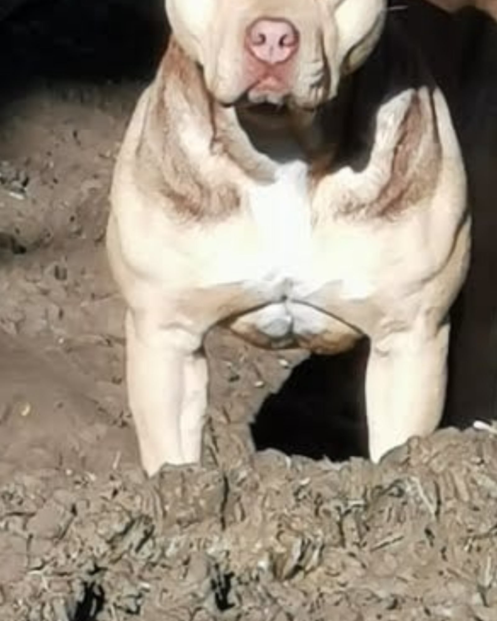 Notorious Bully Goldie