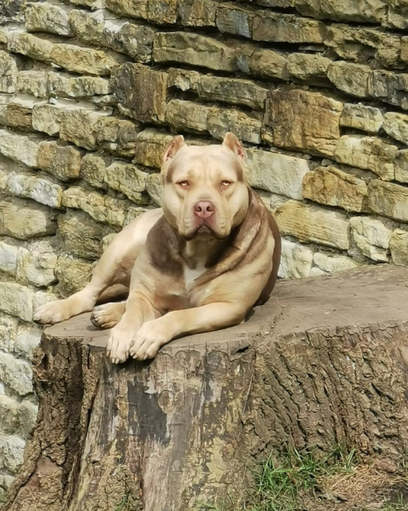 Notorious Bully Goldie