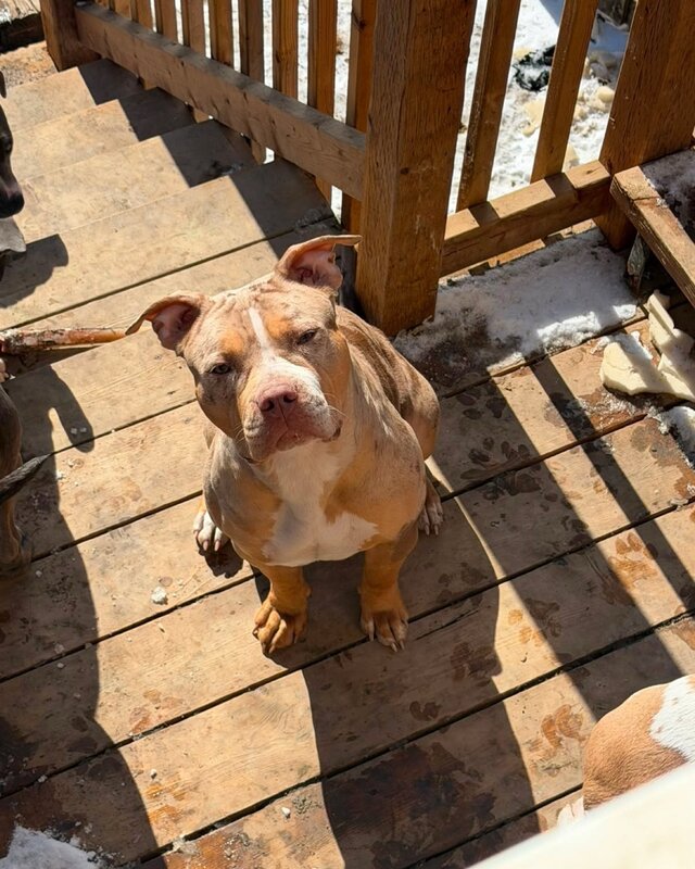 Oath x Tiger puppy