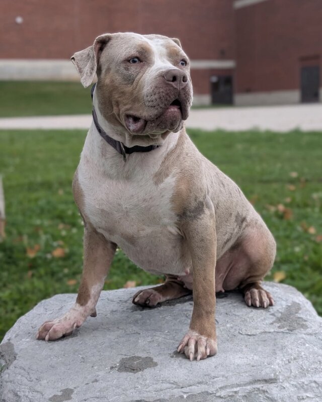 Oath x Ruby puppy