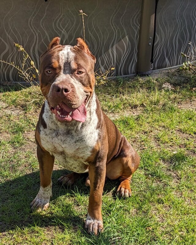 Oath x Ruby puppy