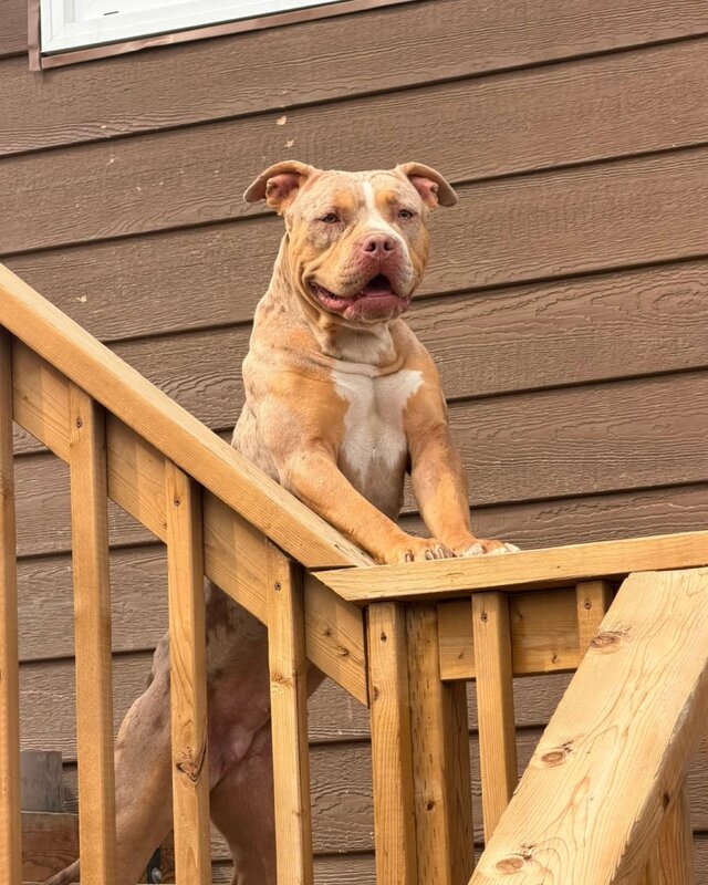 Oath x Tiger puppy