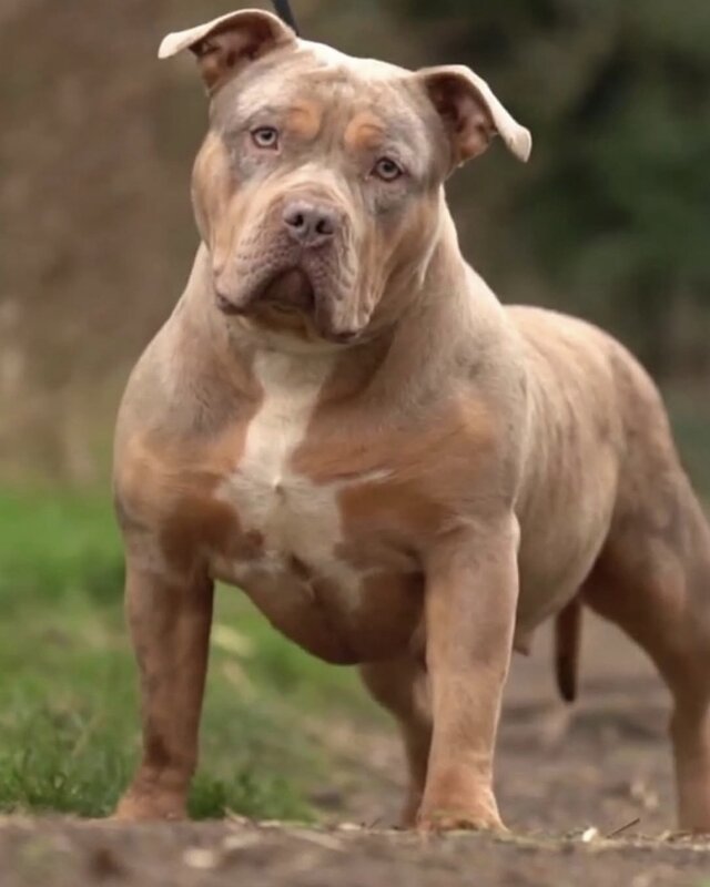 Bossy's Tiger