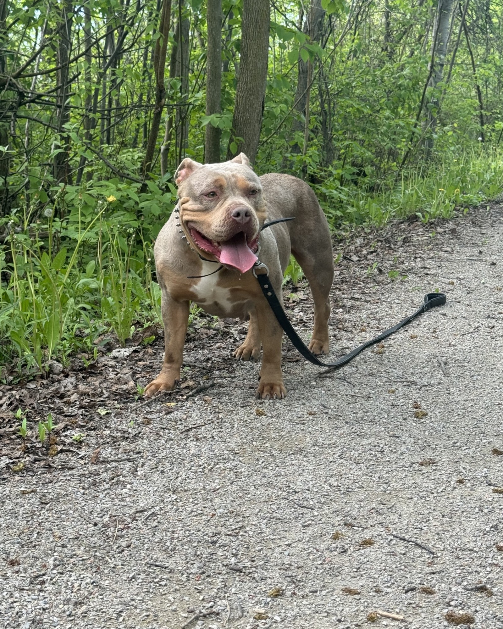 Bossy's Tiger
